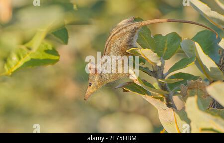 Honey Possum, Waychinicup National Park, Cheyne's Beach, Western Australia Stockfoto