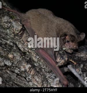 Nahaufnahme einer brasilianischen Freischwanzfledermaus (Tadarida brasiliensis) Stockfoto