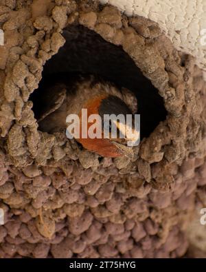 Eine Nahaufnahme einer Klippenschlucke im Gila National Forest Stockfoto