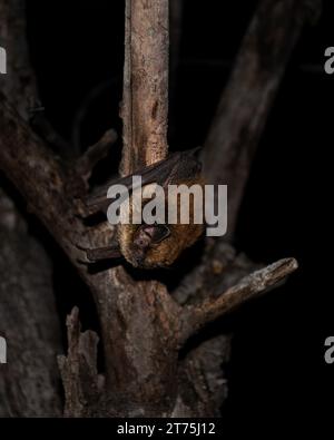 Eine Fledermaus (Myotis volans), die an einem Zweig hängt und bereit ist, wegzufliegen Stockfoto