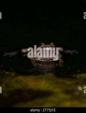 Ein Schluchtenfrosch im Wasser im gila National Forest Stockfoto