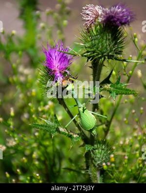 Eine lila Blume auf einer Pflanze mit einer betenden Mantis, die darauf sitzt Stockfoto