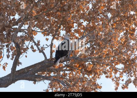 Nahaufnahme eines erwachsenen Weißkopfadlers, der auf einem Zweig in einem Baum mit goldbraunen Herbstblättern thront. Stockfoto