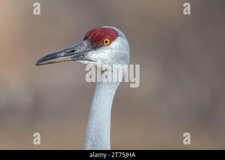 Nahaufnahme-Porträt eines einsamen Sandhügelkrans mit auffälligen gelben Augen, die neugierig nach links vom Bild starren, mit einem verschwommenen Bokeh Stockfoto