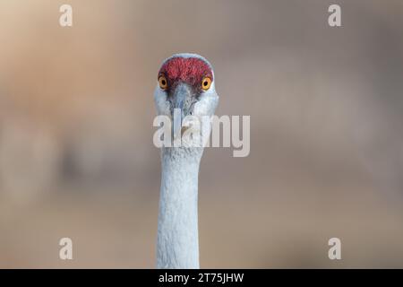 Nahaufnahme eines einzelnen Sandhill Crane, der mit einem unscharfen Bokeh-Hintergrund direkt auf die Kamera blickt. Stockfoto