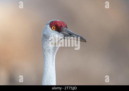 Nahporträt eines einsamen Sandhügelkrans, der im Profil steht und rechts vom Bild mit auffälligen gelben Augen mit verschwommenem Blick hinausblickt Stockfoto