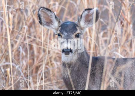 Im Bosque Del Apache National Wildlife Refuge in New Mexico blickt ein Maultierhirsch im hohen Gras auf die Kamera. Stockfoto