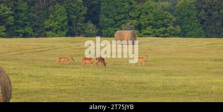 Weißschwanzhirsche in einem Heufeld im Norden von Wisconsin. Stockfoto