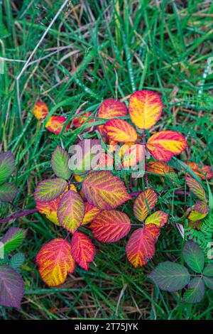 Wilde Brombeerblätter in Herbstfarben auf Gras in Stevesto British Columbia Kanada Stockfoto