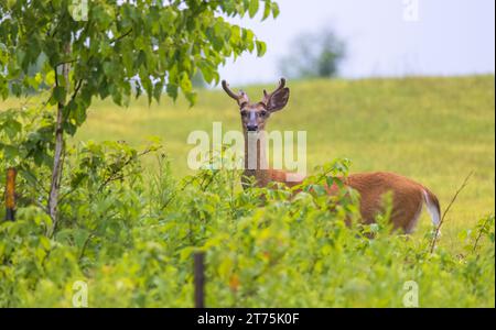 Weißschwanzbock, der am Rande eines Heufeldes im Norden Wisconsins steht. Stockfoto