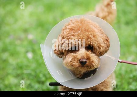 Süßer Maltipoo-Hund mit elisabethanischem Kragen draußen, Nahaufnahme. Leerzeichen für Text Stockfoto