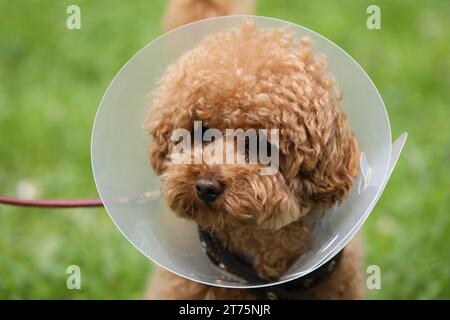 Süßer Maltipoo-Hund mit elisabethanischem Kragen draußen, Nahaufnahme Stockfoto