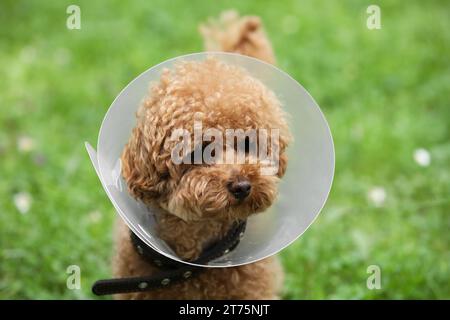 Süßer Maltipoo-Hund mit elisabethanischem Kragen draußen, Nahaufnahme Stockfoto