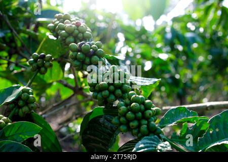 Kaffeebohnen hängen an einem Zweig in der Plantage und Kaffeekirschen sind fast bereit für die Erntezeit Stockfoto