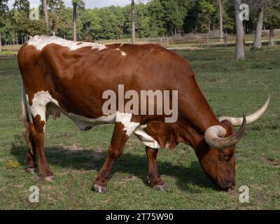 Texas Longhorn Kuh, die im Profil steht und auf kurzem Gras auf einer Weide in Texas weidet. Stockfoto