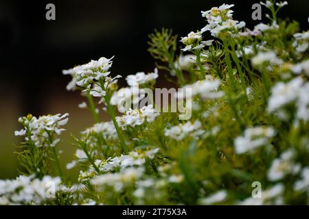 Schnee auf dem Berg Blumen (Euphorbia marginata) aus nächster Nähe in der Gartensonne Stockfoto