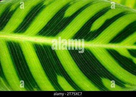 Zebrapflanze (Calathea zebrina) Blatt aus nächster Nähe Stockfoto