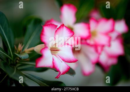 Wüstenrose (Adenium obesum) Blüte Stockfoto