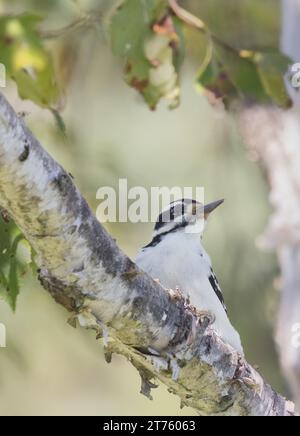 Hairy Woodspecht in einer Birke Stockfoto