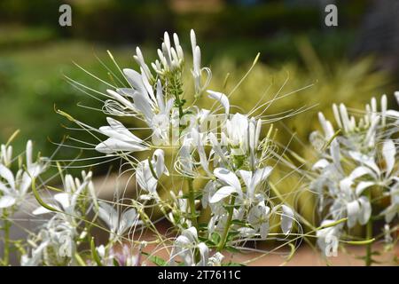 Violette und rosa Spinnenblume, Spinnenkraut, Bienenpflanze im Garten. Familie Cleomaceae.Gattung Cleom Cleome hassleriana Cherry Queen Stockfoto