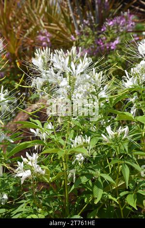 Violette und rosa Spinnenblume, Spinnenkraut, Bienenpflanze im Garten. Familie Cleomaceae.Gattung Cleom Cleome hassleriana Cherry Queen Stockfoto