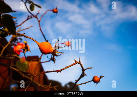 Früchte am Baum im Herbst. Das Bild machte junge Granatäpfel im Herbst am Himmel. Stockfoto