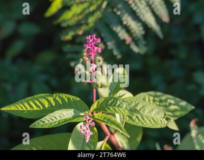 Pokeweed-Pflanze mit Beeren, die im Freien mit Sonnenlicht wachsen Stockfoto