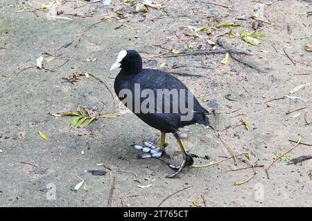 Zwei eurasische Hähnchen (Fulica atra) im Leopold Park (Parc Léopold) – Brüssel, Belgien – 25. Oktober 2023 Stockfoto