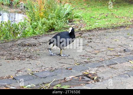 Zwei eurasische Hähnchen (Fulica atra) im Leopold Park (Parc Léopold) – Brüssel, Belgien – 25. Oktober 2023 Stockfoto