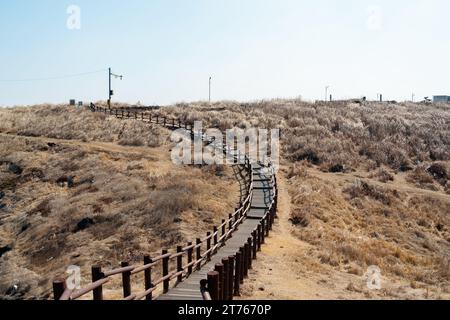 Dakmeor Schilffeld Holzdeck Straße, olle Trail auf Jeju Insel, Korea Stockfoto