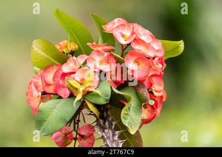 Euphorbia Milii - die Dornenkrone in natürlicher Umgebung Stockfoto