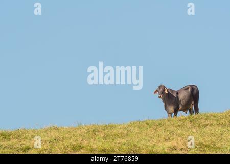 Junge Bullen allein auf einem Hügel in Queensland, Australien, mit einem isolierten blauen Himmel. Stockfoto