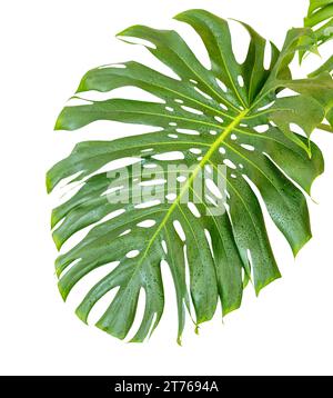 Monstera deliciosa oder Schweizer Käsepflanze großes Blatt mit Lochmuster isoliert auf weißem Hintergrund Stockfoto