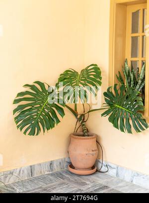 Monstera deliciosa große Pflanze in einem großen Tontopf Stockfoto