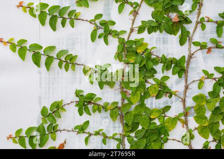 Grüne Reben, Efeu, Reben, Efeu oder Efeu wachsen an einer weißen Wand. Natürliche Schönheit und natürliches Design Stockfoto