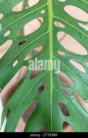 Spaltblatt-Philodendron-Monstera deliciosa-Blattnaht Stockfoto