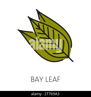 Bay Leaf Küchenkraut, grüne Blätter Kochkraut. Vektor Lorbeerblätter Farbe Umrisssymbol, trockenes Lorbeerblatt, medizinische kräuterlauruspflanze Stock Vektor