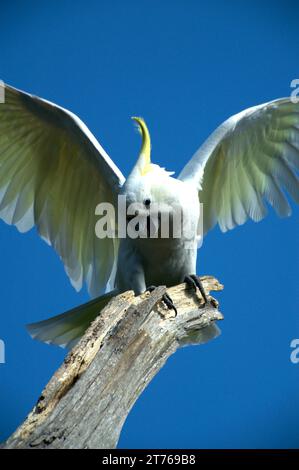 Sulphur Crested Cockatoos (Cacatua Galerita) sind in Australien ein vertrauter Anblick, ihr Kreischen und Mätzchen sind immer unterhaltsam. Schäfer Bush. Stockfoto