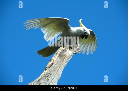 Sulphur Crested Cockatoos (Cacatua Galerita) sind in Australien ein vertrauter Anblick, ihr Kreischen und Mätzchen sind immer unterhaltsam. Schäfer Bush. Stockfoto