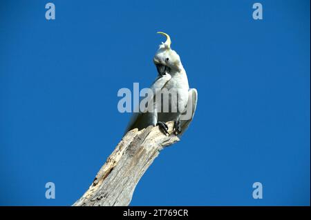 Sulphur Crested Cockatoos (Cacatua Galerita) sind in Australien ein vertrauter Anblick, ihr Kreischen und Mätzchen sind immer unterhaltsam. Schäfer Bush. Stockfoto