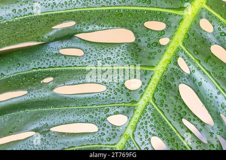 Nahaufnahme des grossen Blattes der Monstera deliciosa-Pflanze Stockfoto