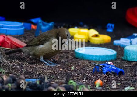 Vogelkop-Bowerbird oder Amblyornis inornata oder Vogelkop-Gärtner-Bowerbird, beobachtet in Arfak-Bergen, West-Papua, Indonesien Stockfoto