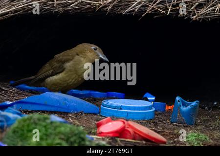 Vogelkop-Bowerbird oder Amblyornis inornata oder Vogelkop-Gärtner-Bowerbird, beobachtet in Arfak-Bergen, West-Papua, Indonesien Stockfoto