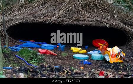 Vogelkop-Bowerbird oder Amblyornis inornata oder Vogelkop-Gärtner-Bowerbird, beobachtet in Arfak-Bergen, West-Papua, Indonesien Stockfoto