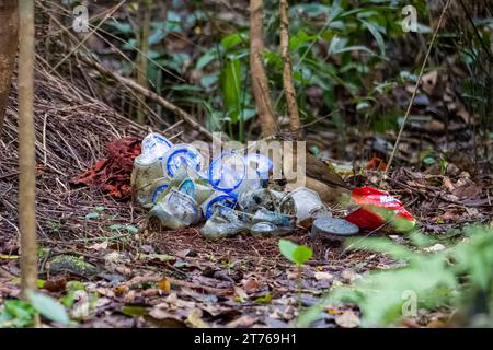 Vogelkop-Bowerbird oder Amblyornis inornata oder Vogelkop-Gärtner-Bowerbird, beobachtet in Arfak-Bergen, West-Papua, Indonesien Stockfoto