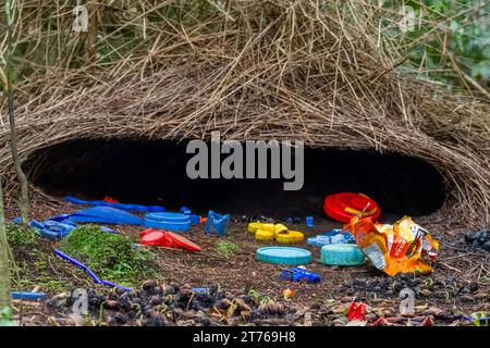 Vogelkop-Bowerbird oder Amblyornis inornata oder Vogelkop-Gärtner-Bowerbird, beobachtet in Arfak-Bergen, West-Papua, Indonesien Stockfoto