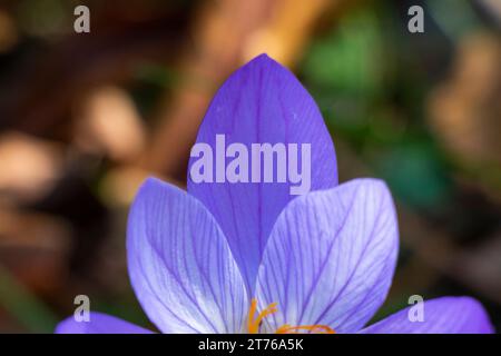Biebersteins Krokus, blaue Blume im Wald Stockfoto