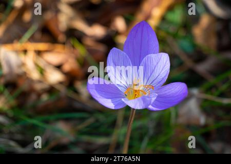 Biebersteins Krokus, blaue Blume im Wald Stockfoto