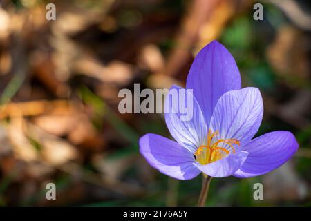 Biebersteins Krokus, blaue Blume im Wald Stockfoto