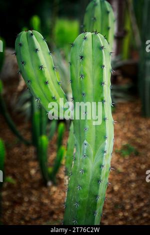 Nahaufnahme Myrtillocactus geometrizans f. cristata im Deset-Pflanzengarten Stockfoto